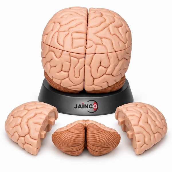 Human Brain Model